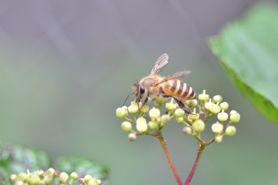 かわいいミツバチ