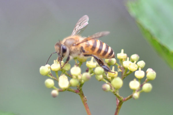 かわいいミツバチ！